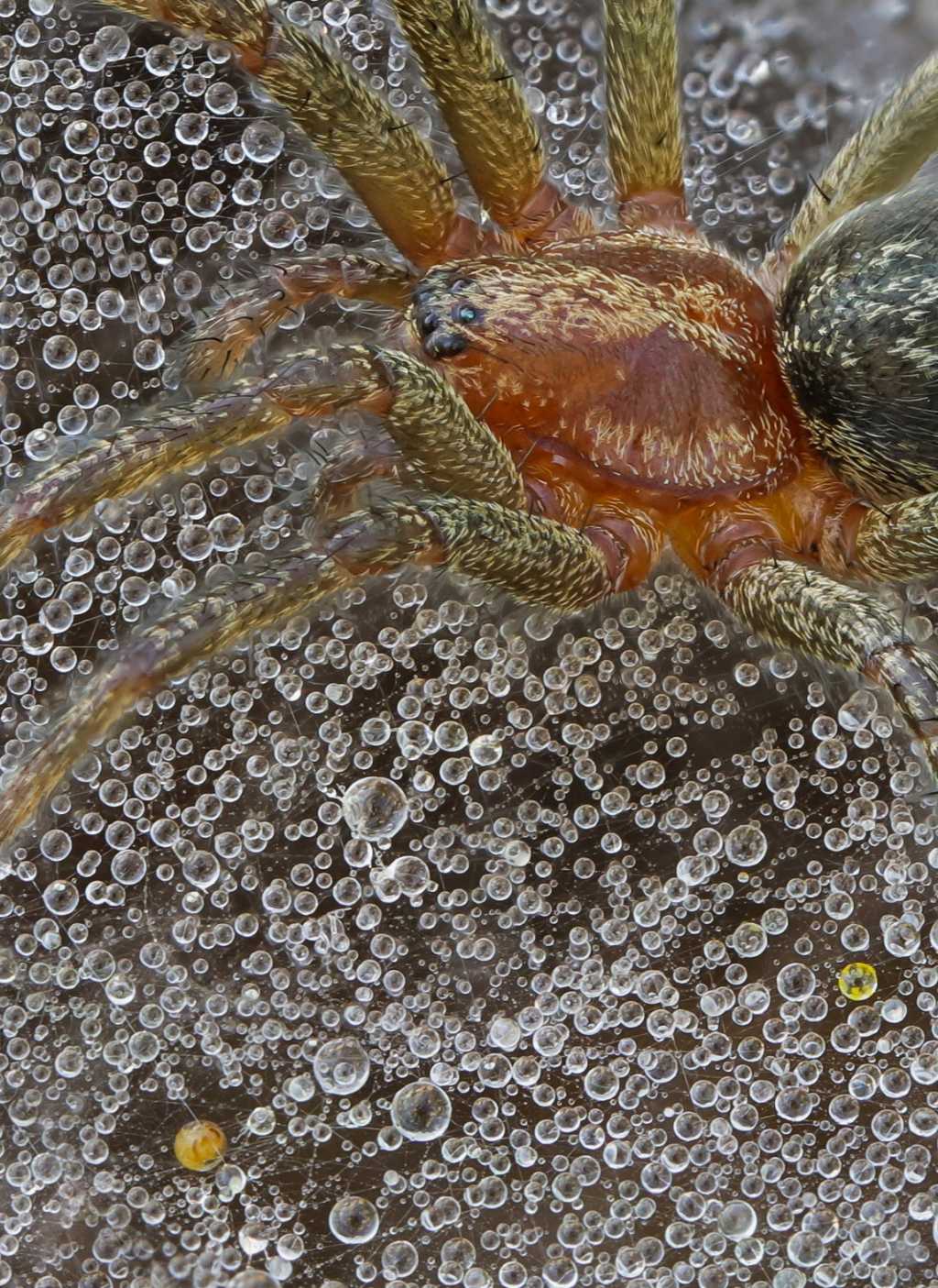 Agelenidae sp.